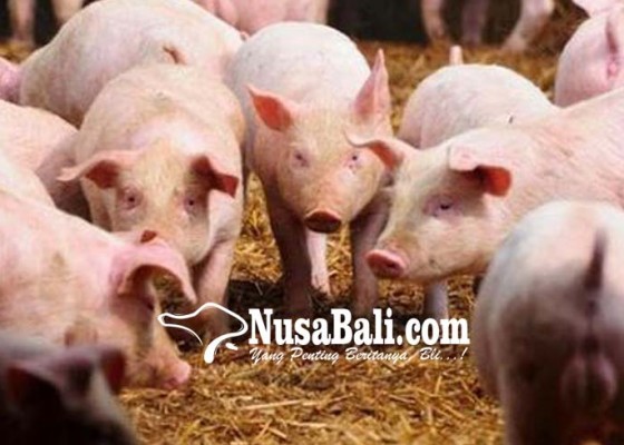 Nusabali.com - kebutuhan-babi-di-bali-100-ribu-ekor