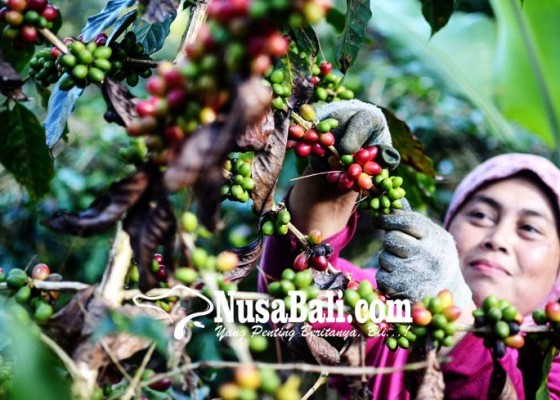 Nusabali.com - panen-raya-kopi-arabika