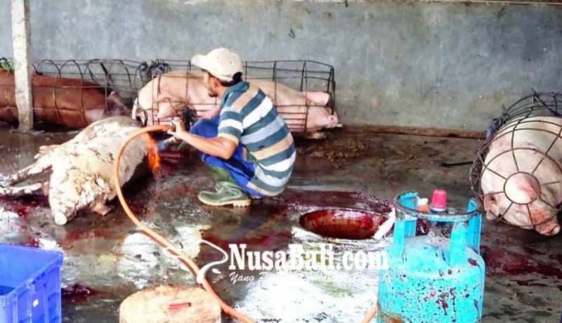 www.nusabali.com-pemkab-badung-terjunkan-62-dokter-hewan-dan-110-mahasiswa-periksa-kesehatan-babi