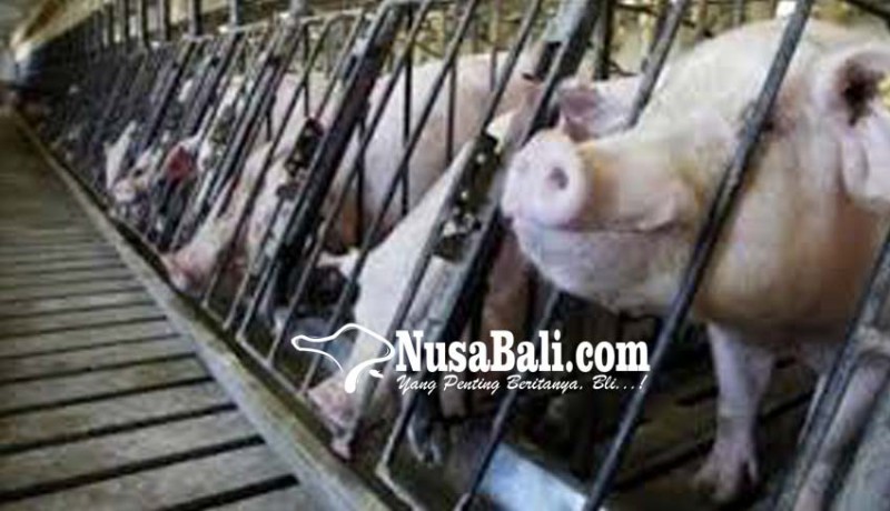 www.nusabali.com-desa-adat-kedonganan-siapkan-110-ekor-babi-untuk-galungan