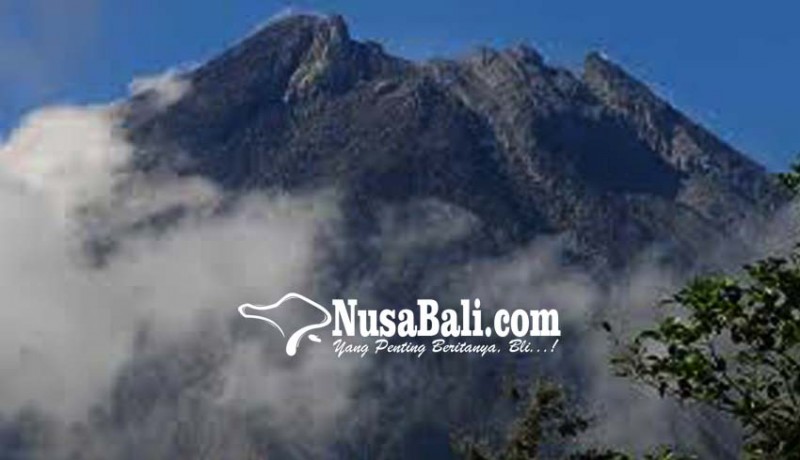 www.nusabali.com-monyet-gunung-merapi-mulai-turun