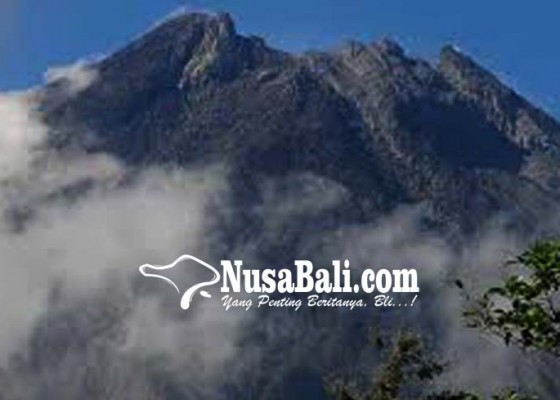 Nusabali.com - monyet-gunung-merapi-mulai-turun