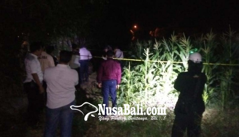 www.nusabali.com-mayat-korban-ditemukan-di-tengah-kebun-jagung