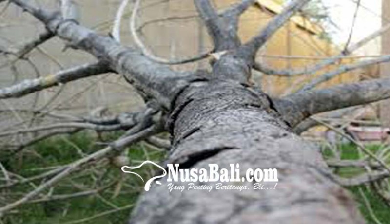www.nusabali.com-pohon-beringin-timpa-bale-banjar