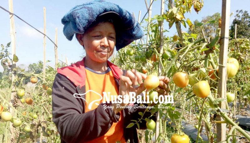 www.nusabali.com-panen-bagus-harga-murah-petani-tomat-merugi