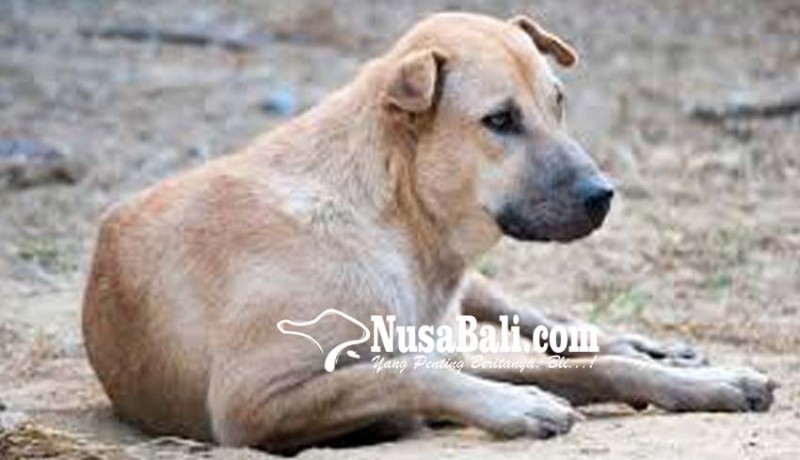 www.nusabali.com-cemburu-pria-bunuh-anjing-milik-mantan-pacar