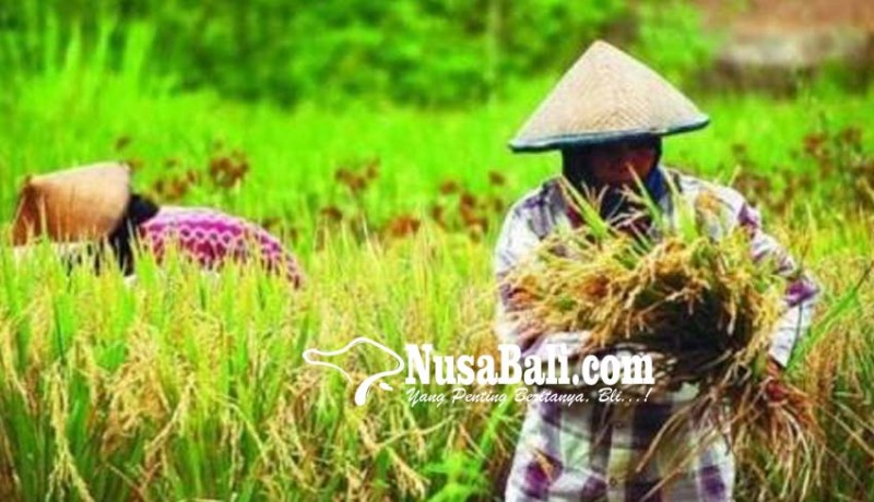 www.nusabali.com-desa-manikliyu-prioritaskan-jalan-produksi-pertanian