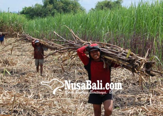 Nusabali.com - petani-mulai-tertarik-tanam-tebu
