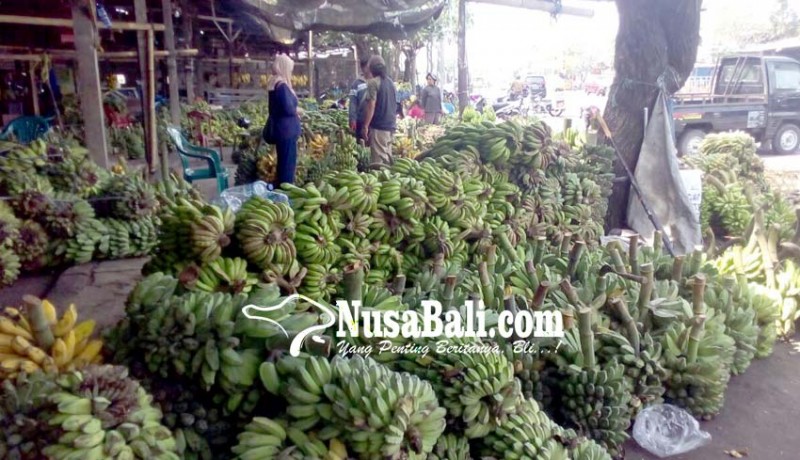 www.nusabali.com-ratusan-ton-pisang-masuk-bali-tiap-hari