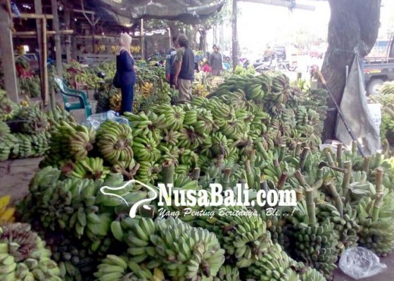 Nusabali.com - ratusan-ton-pisang-masuk-bali-tiap-hari
