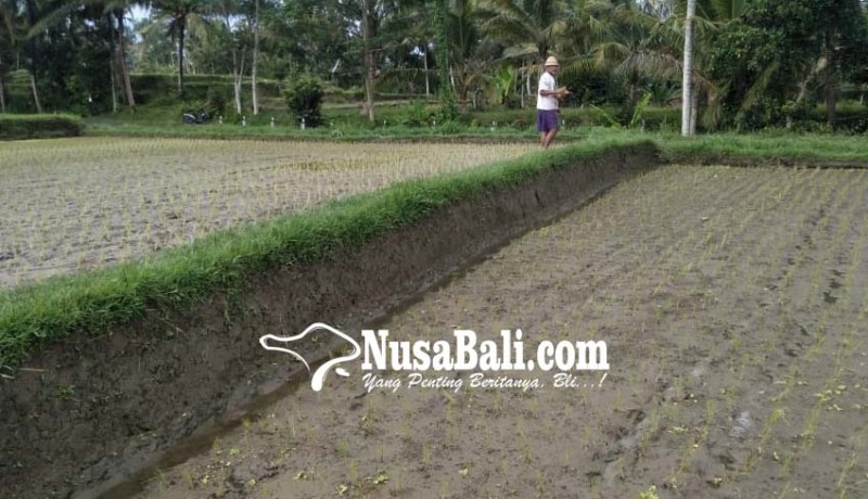 www.nusabali.com-dam-rusak-lahan-pertanian-terancam-kekeringan
