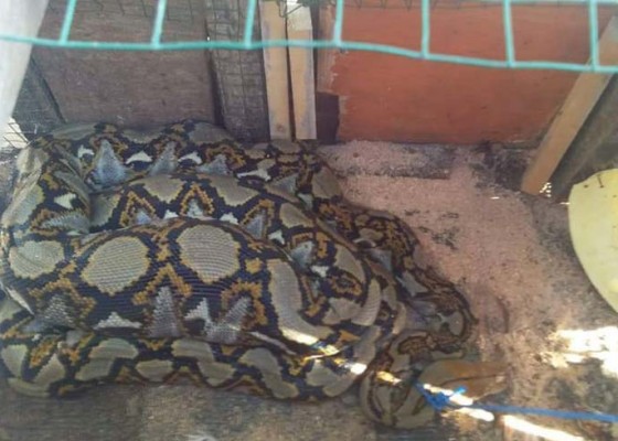 Nusabali.com - ular-piton-5-meter-hebohkan-anturan
