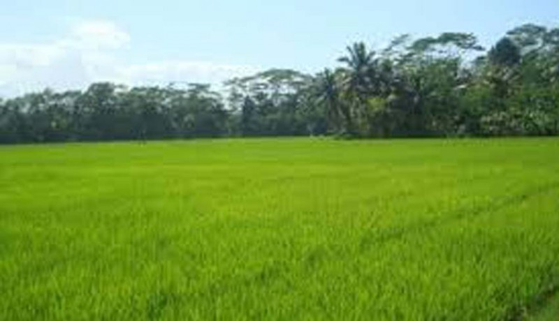 www.nusabali.com-lahan-pertanian-mendapat-perlakuan-khusus