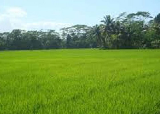 Nusabali.com - lahan-pertanian-mendapat-perlakuan-khusus