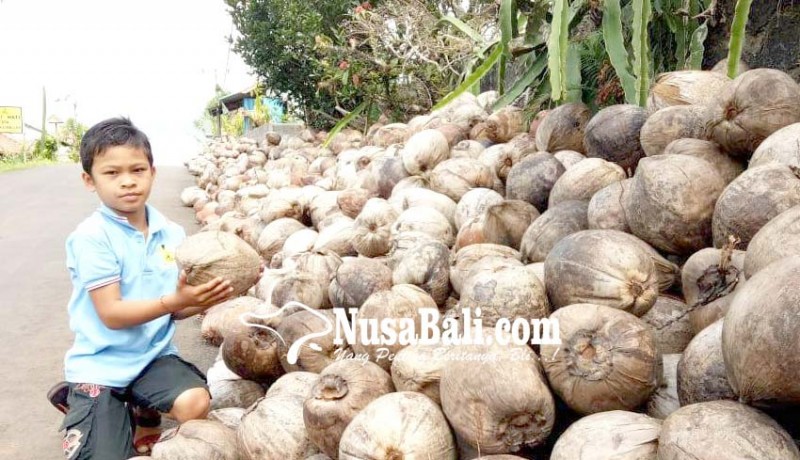 www.nusabali.com-harga-buah-kelapa-di-tabanan-anjlok