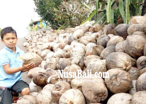 Nusabali.com - harga-buah-kelapa-di-tabanan-anjlok