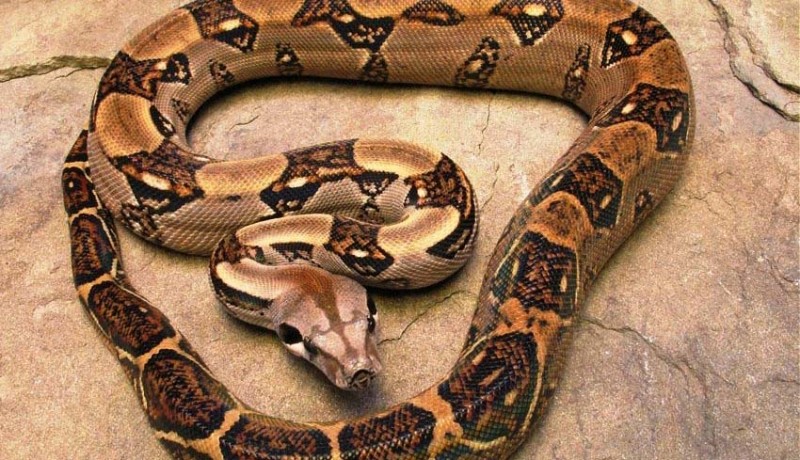 www.nusabali.com-pria-di-as-kejatuhan-ular-boa