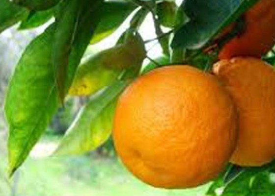 Nusabali.com - saatnya-kembalikan-kejayaan-jeruk-lokal