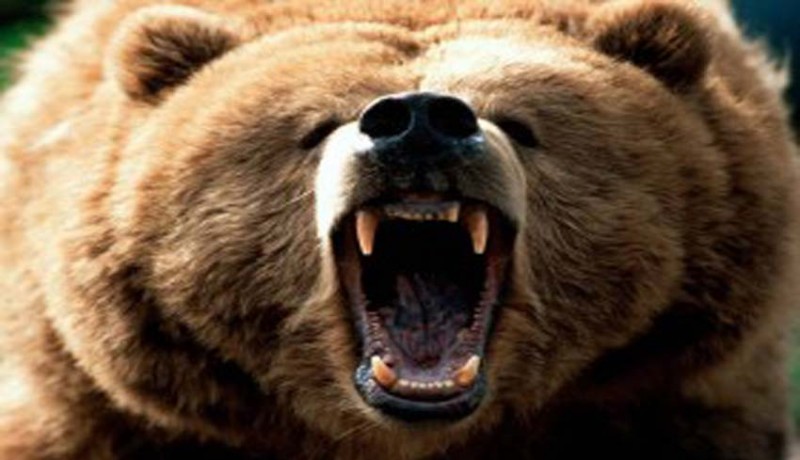 www.nusabali.com-rusak-makam-beruang-santap-20-jenazah
