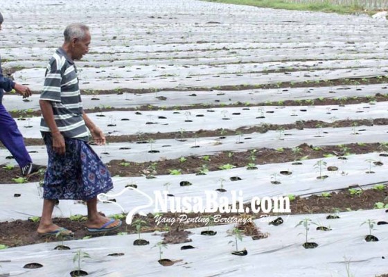 Nusabali.com - dinas-pertanian-kembali-bangun-demplot
