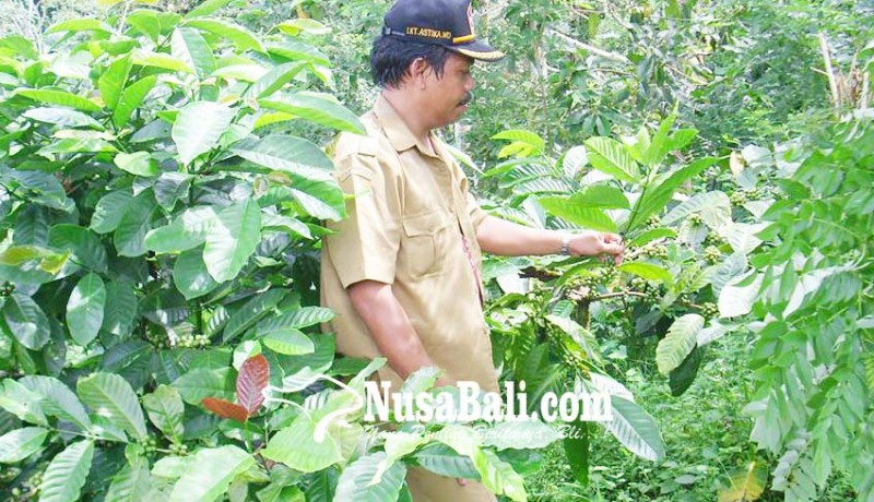 www.nusabali.com-kopi-jadi-pengganti-tanaman-semusim-di-wanagiri