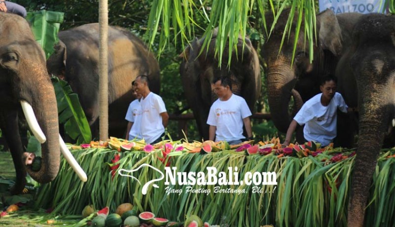 www.nusabali.com-10-gajah-berpesta