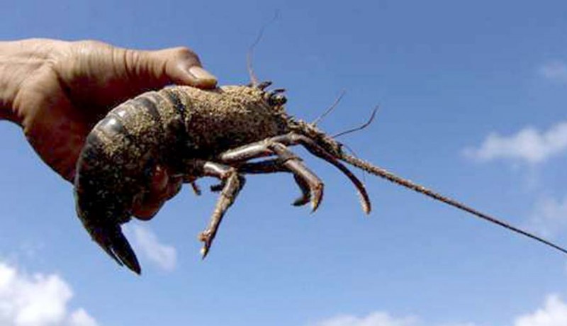 www.nusabali.com-nener-dan-lobster-hilang-dari-daftar-ekspor