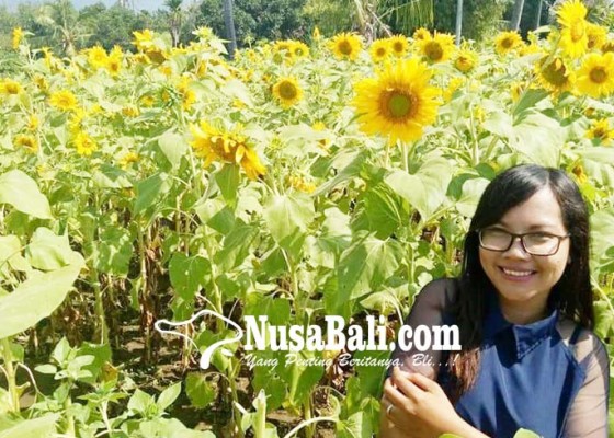 Nusabali.com - kebun-bunga-matahari-jadi-incaran-spot-foto