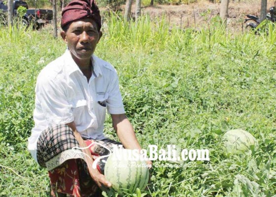 Nusabali.com - petani-kubu-panen-semangka-di-lahan-gersang