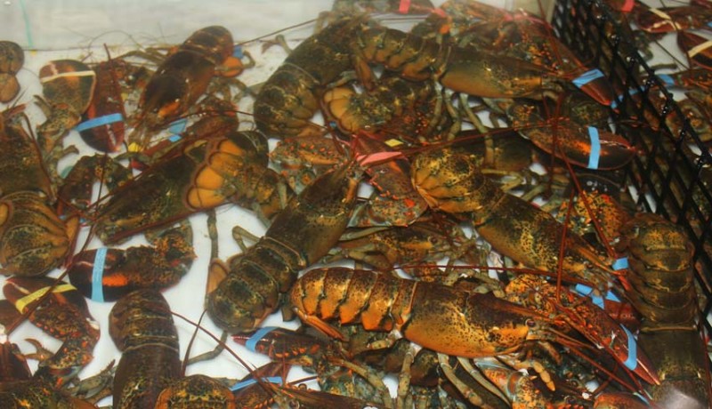 www.nusabali.com-nelayan-pengambengan-enggan-tangkap-lobster