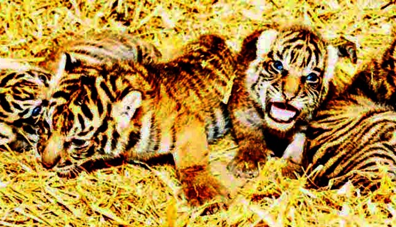 www.nusabali.com-empat-harimau-sumatera-lahir-di-berlin