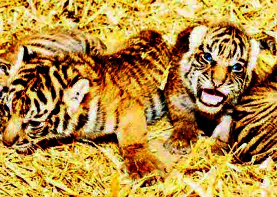 Nusabali.com - empat-harimau-sumatera-lahir-di-berlin