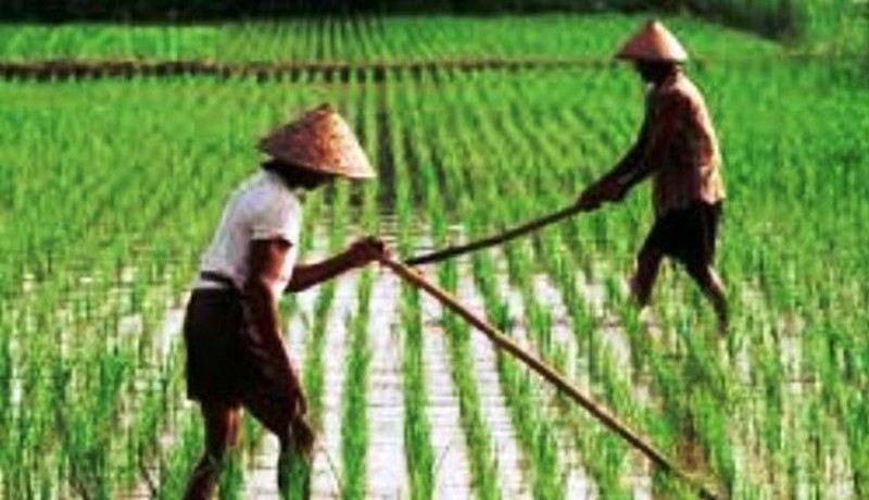 www.nusabali.com-minat-generasi-muda-jadi-petani-setiap-tahun-terus-turun