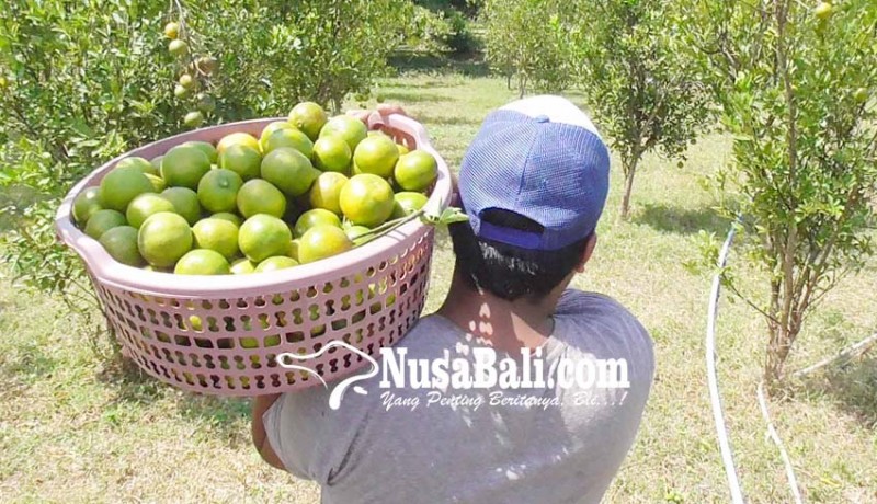 www.nusabali.com-undiksha-siap-buka-fakultas-pertanian