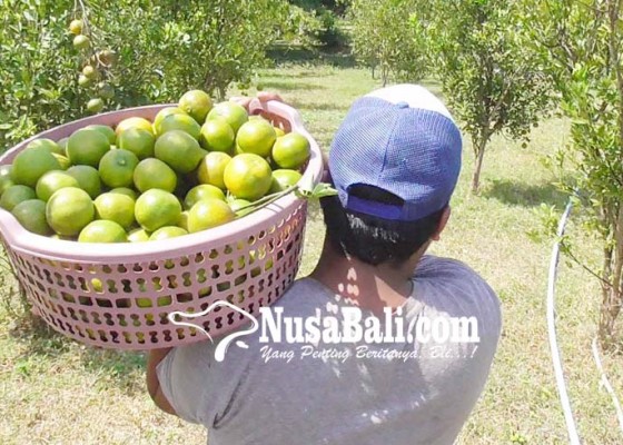 Nusabali.com - undiksha-siap-buka-fakultas-pertanian