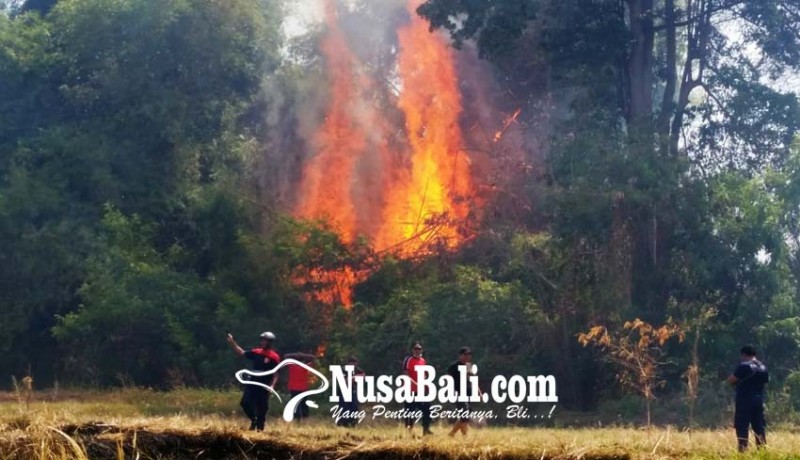www.nusabali.com-kebakaran-kebun-bambu-hebohkan-warga-kerobokan
