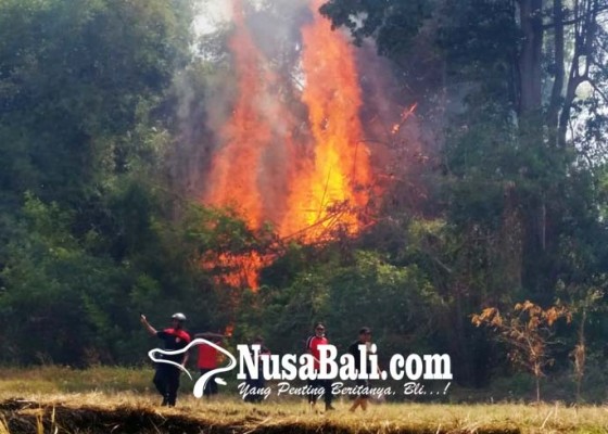 Nusabali.com - kebakaran-kebun-bambu-hebohkan-warga-kerobokan