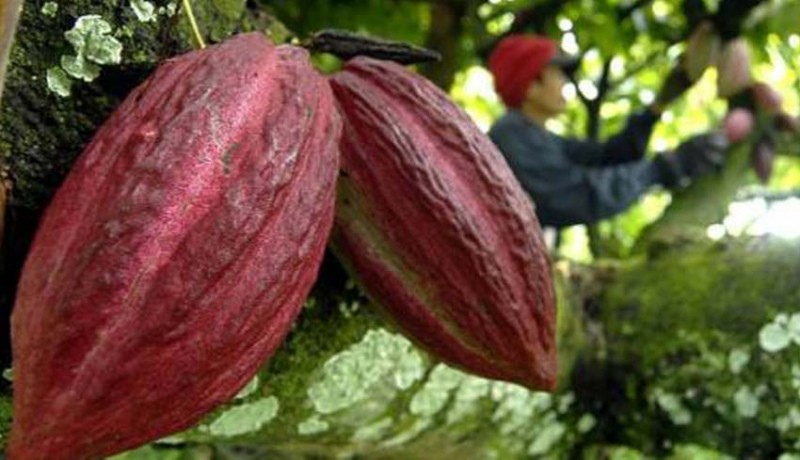 www.nusabali.com-jembrana-ekspor-kakao-fermentasi-ke-prancis