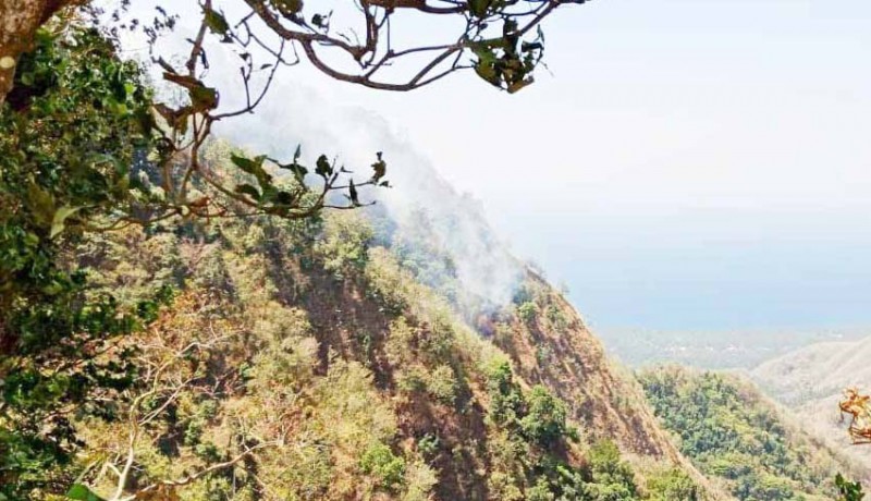 www.nusabali.com-hutan-desa-kutuh-terbakar