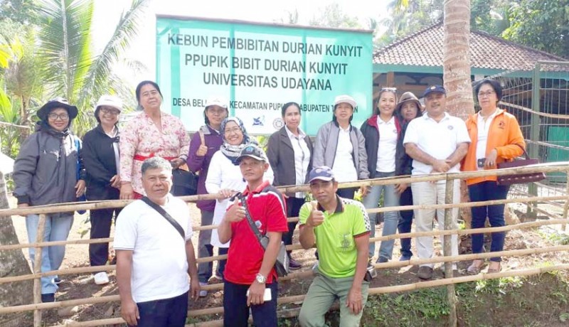 www.nusabali.com-peneliti-fakultas-pertanian-unud-kembangkan-durian-kunyit-khas-pupuan