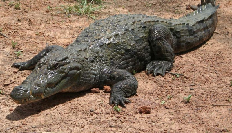 www.nusabali.com-nenek-bunuh-aligator-263-kg