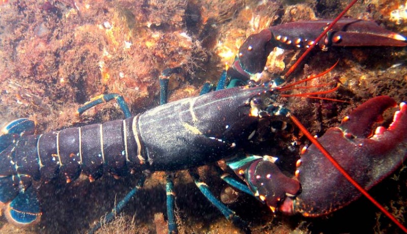 www.nusabali.com-biaya-operasional-tinggi-nelayan-jembrana-belum-maksimalkan-budidaya-lobster
