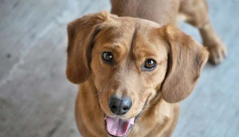 www.nusabali.com-sanur-kaja-luncurkan-perdes-tentang-perlindungan-dan-kesejahteraan-anjing