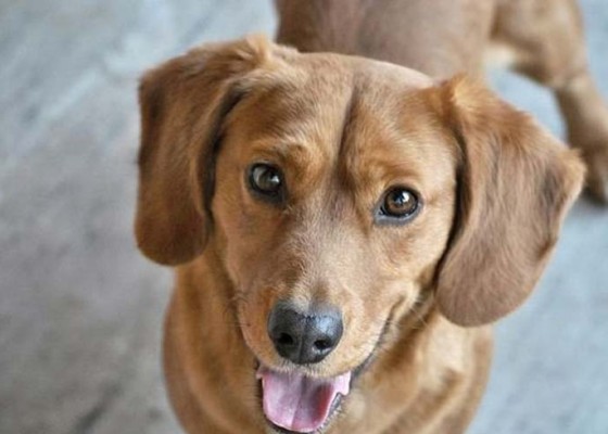 Nusabali.com - sanur-kaja-luncurkan-perdes-tentang-perlindungan-dan-kesejahteraan-anjing