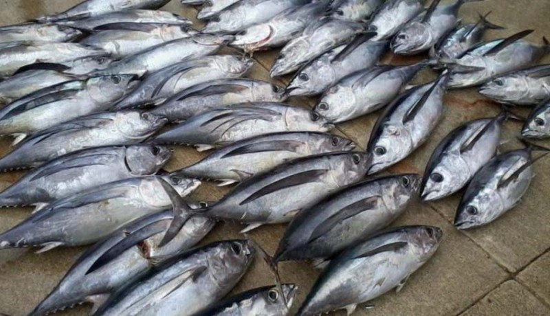 www.nusabali.com-usulan-labeling-tuna-disetujui-asean
