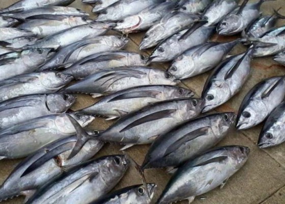 Nusabali.com - usulan-labeling-tuna-disetujui-asean