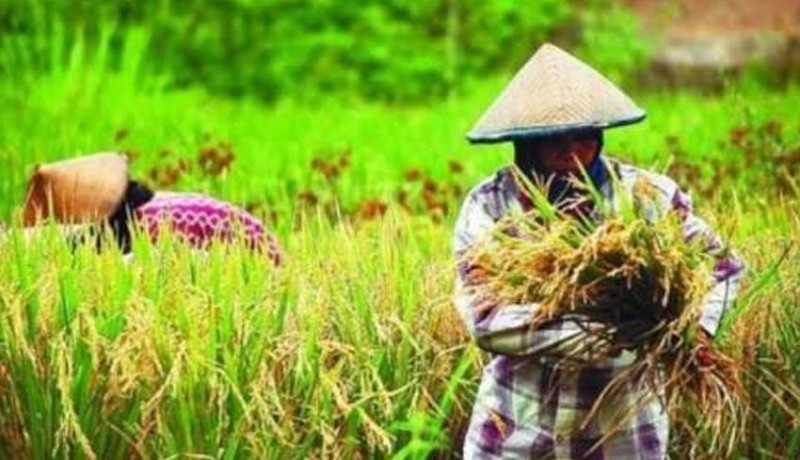 www.nusabali.com-dikhawatiri-sektor-pertanian-di-gianyar-makin-terpuruk