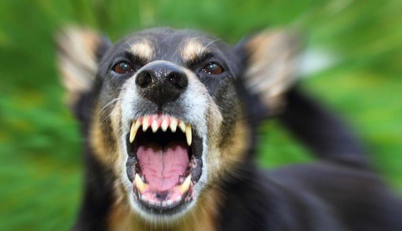 www.nusabali.com-anjing-gigit-3-warga-positif-rabies