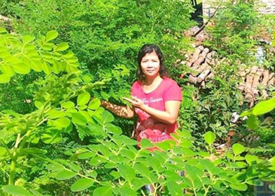 Nusabali.com - desa-lokapaksa-kembangkan-tanaman-kelor