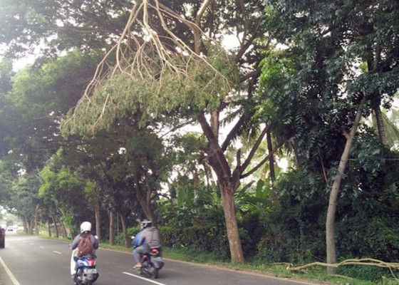 Nusabali.com - terkendala-wewenang-lhkp-tak-berdaya-tebang-pohon-perindang